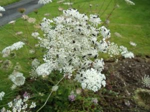 Anni’s Perennial Veggies