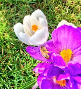 Bermondsey Street Bees