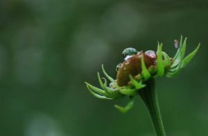 The Anxious Gardener