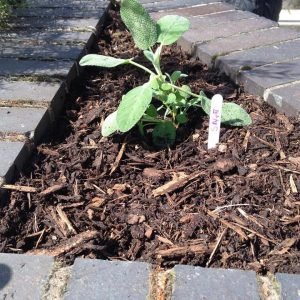 The Unconventional Gardener