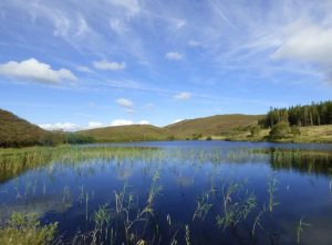 Young Fermanagh Naturalist