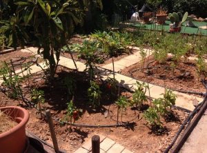 Claire’s Allotment