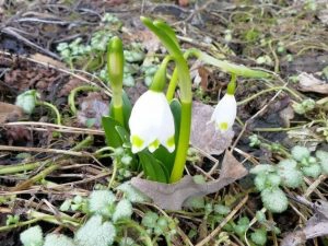 Cold Climate Gardening