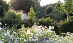 Peonies And Posies