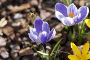 Bee in Purple Flower