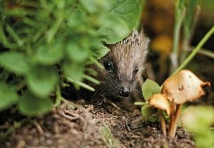 British Hedgehogs