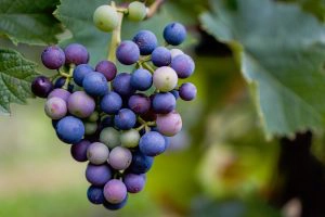 Purple & Blue Fruit & Vegetables