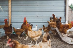 Raising Chickens In A City