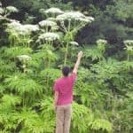 Giant_hogweed