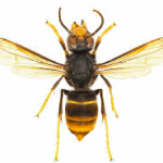 Asian Hornet